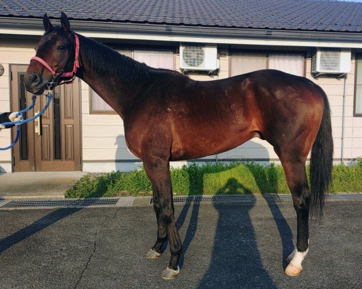 （地方）リトルサムシング