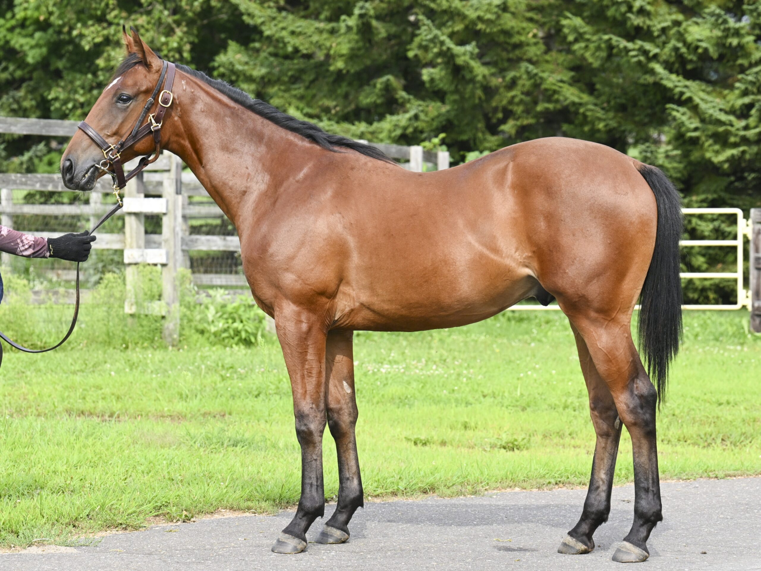 （中央）キャスバルキック