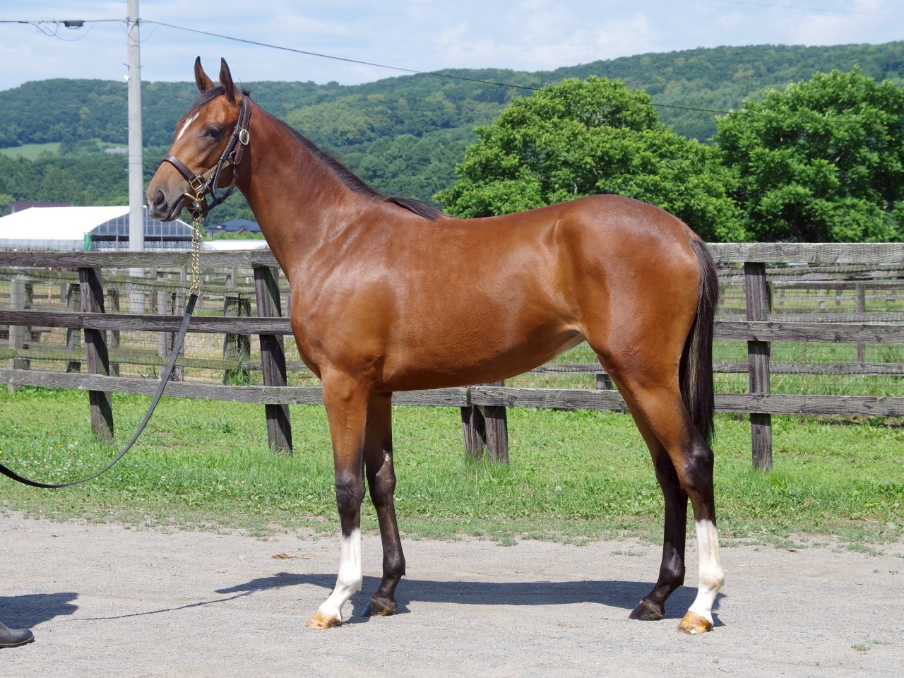 （地方）コハルキック