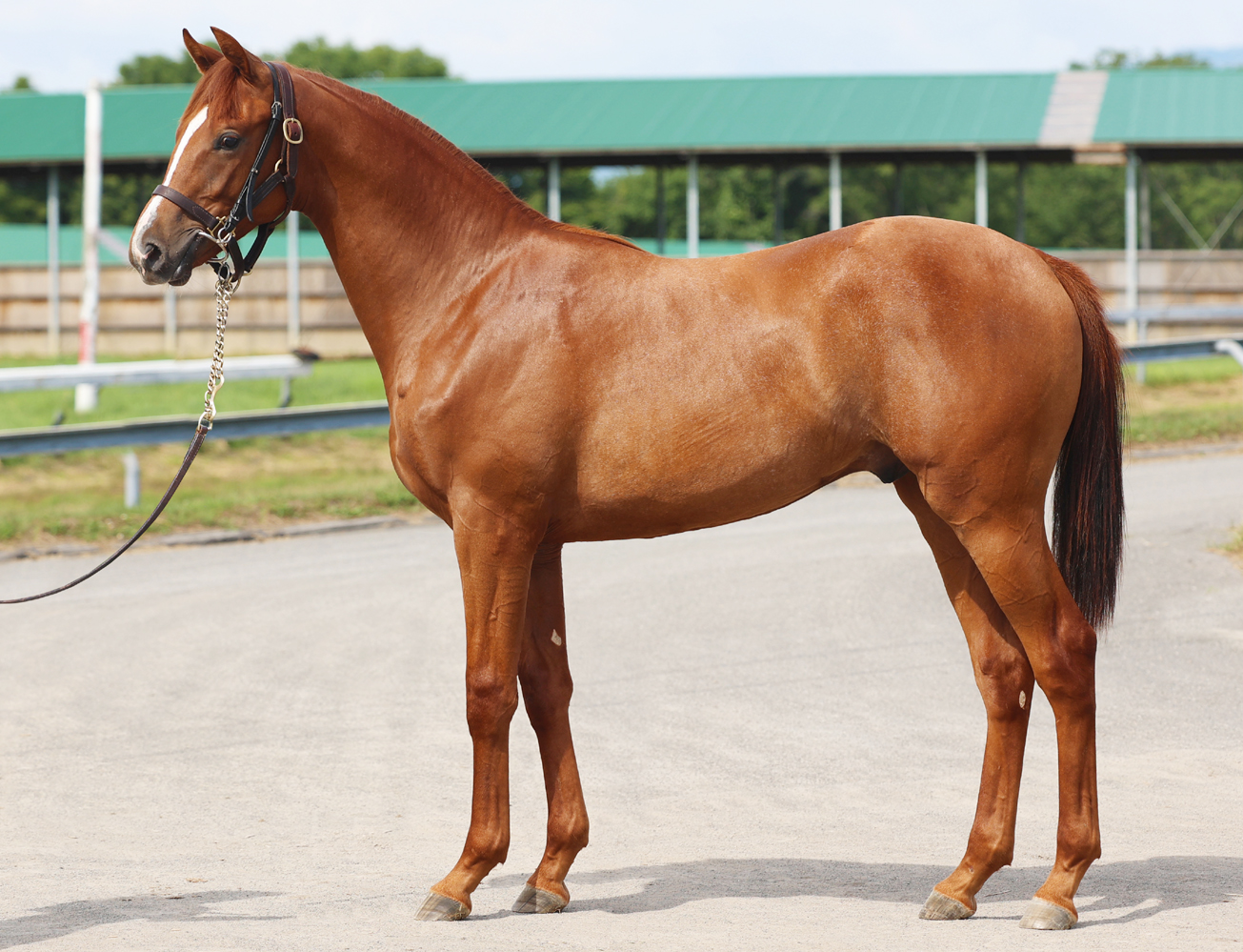 （地方）ヴィクトールキック